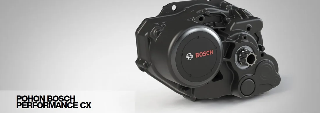 Pohon Bosch